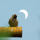 A bird stands on a branch during the partial solar eclipse on June 21, 2020 in Handan, Hebei Province of China.